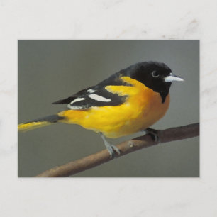 Cartão Postal Logotipo Baltimore Oriole (paleta)