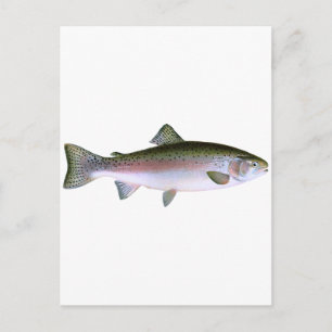 Cartão Postal Logotipo de pesca de truta arco-íris cabeça-de-per