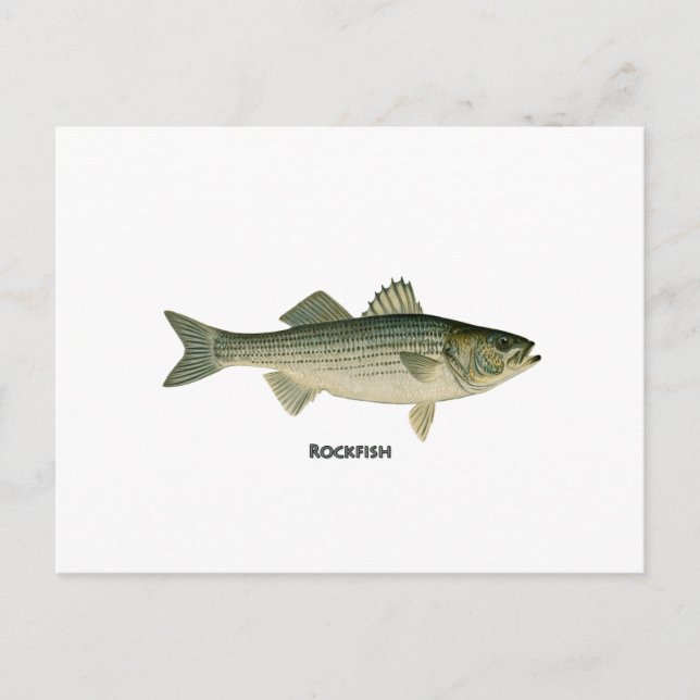 Cartão Postal Logotipo de Rockfish (Frente)