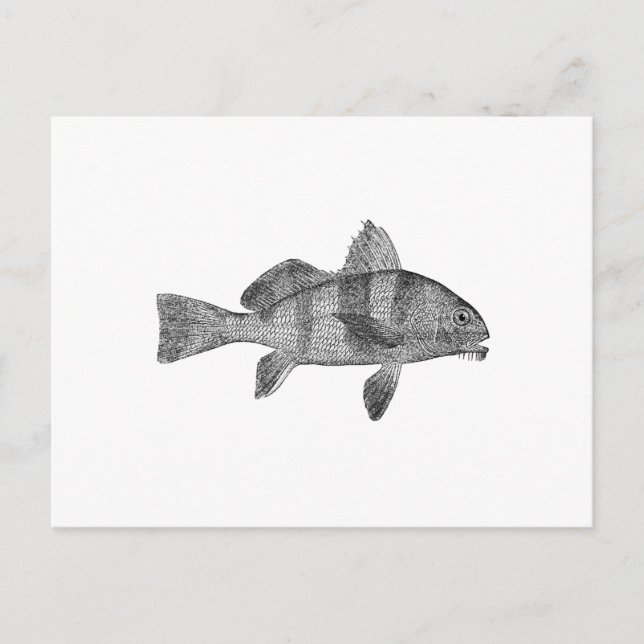 Cartão Postal Logotipo do tambor puppy (line art) (Frente)