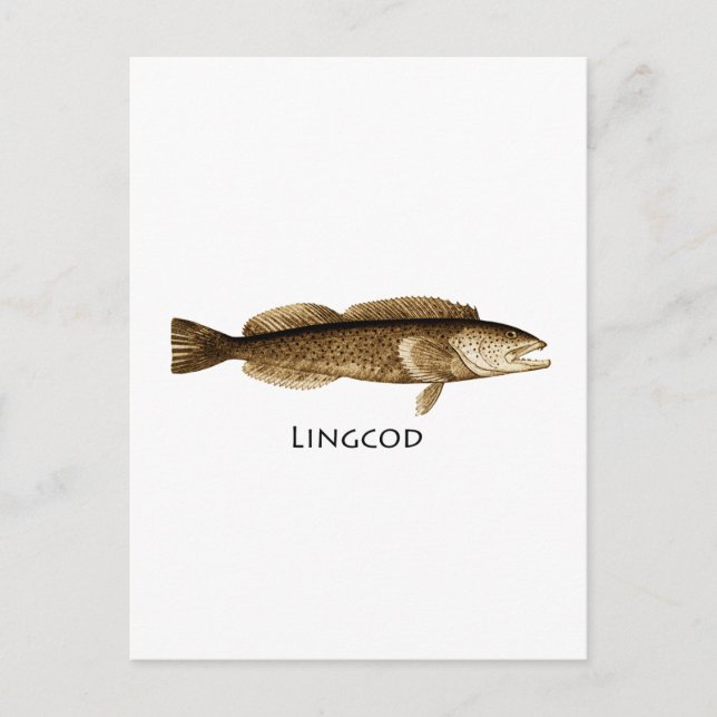 Cartão Postal Logotipo Lingcod (Frente)
