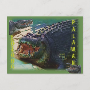 Cartão Postal Lolong - "O maior crocodilo já capturado"