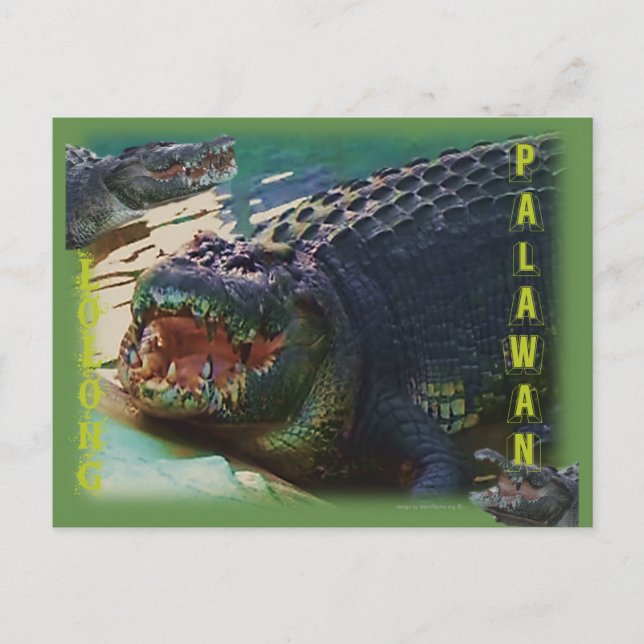 Cartão Postal Lolong - "O maior crocodilo já capturado" (Frente)