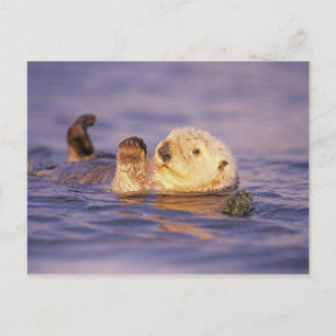 Cartão Postal Londras Marinhas, Enhydra lutris