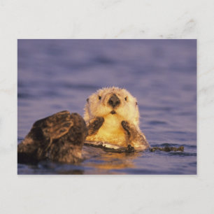 Cartão Postal Londras Marinhas, Enhydra lutris 5