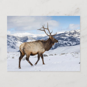 Cartão Postal Lone Bull Elk   Parque Nacional Yellowstone