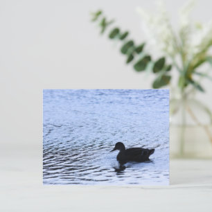 Cartão Postal Lone Duck Willife Lake Water Ripples Fotografia