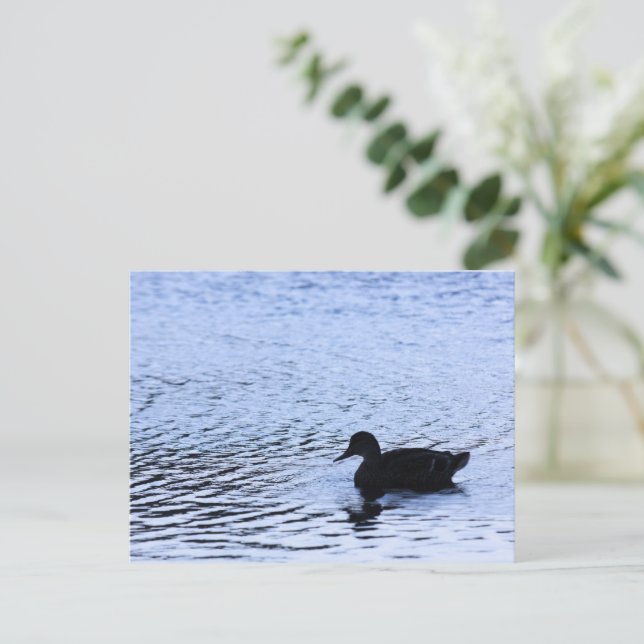 Cartão Postal Lone Duck Willife Lake Water Ripples Fotografia (Em pé/Frente)