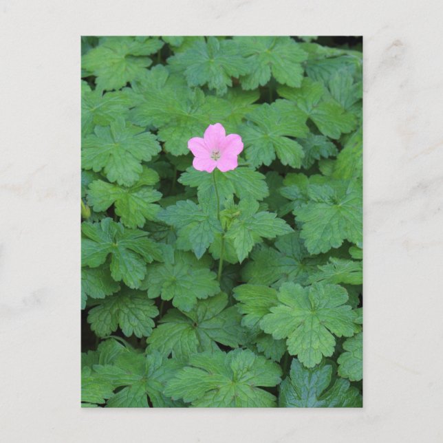 Cartão Postal Lone Geranium (Frente)