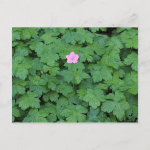 Cartão Postal Lone Geranium