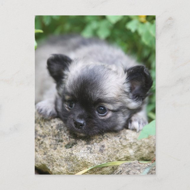 Cartão Postal Long Haired Chihuahua Puppy (Frente)