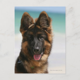 Cartão Postal Long Haired German shepherd Beach