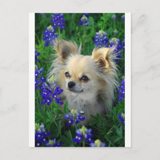 Cartão Postal Longa Casaco Chihuahua em Blue Bonnets