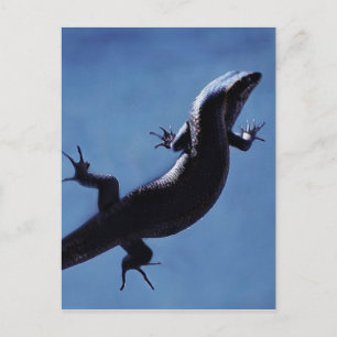 Cartão Postal Longevidade