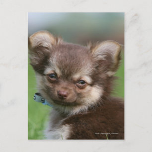 Cartão Postal Longhaired Chihuahua Puppy Olhando para a câmera