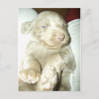 Cartão Postal Longhaired Pup Weimaraner