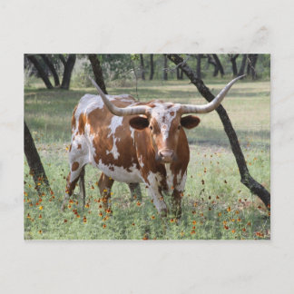 Cartão Postal Longhorn