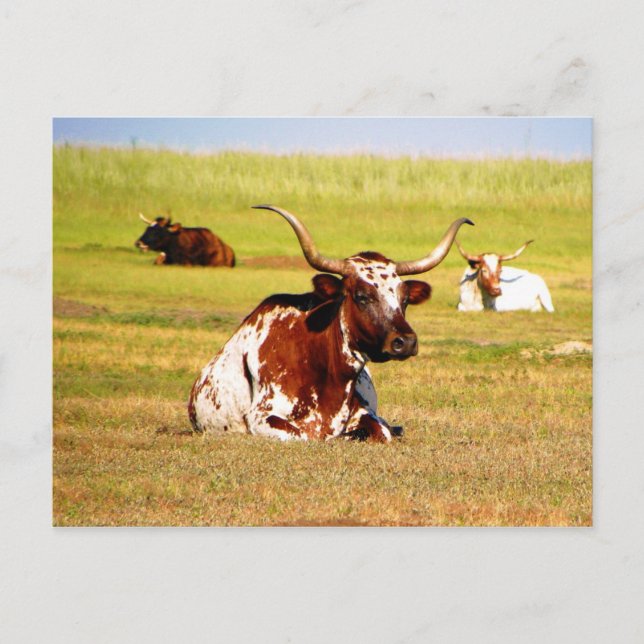 Cartão Postal Longhorn (Frente)