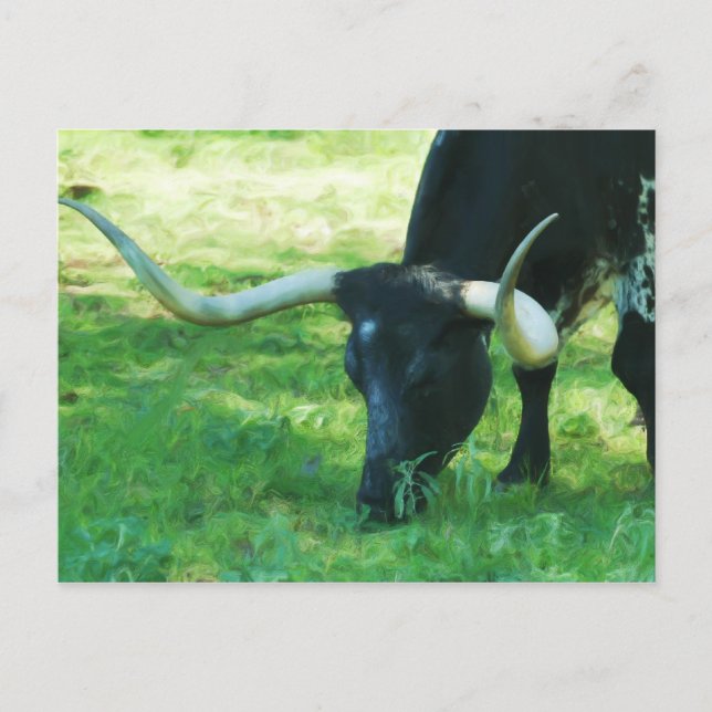 Cartão Postal Longhorn Preto e Branco (Frente)