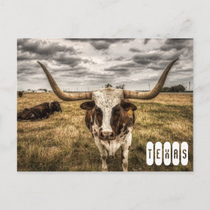Cartão postal Longhorn Texas