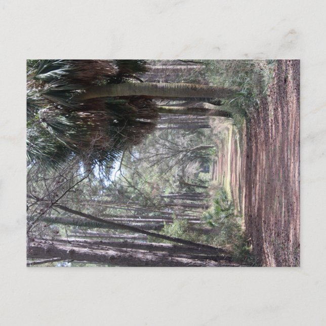 Cartão Postal Longo caminho através dos Swamps (Frente)