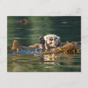 Cartão Postal Lontra do Mar de Onda