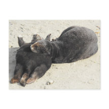 Lontra do mar de Travesseiro mais flexível