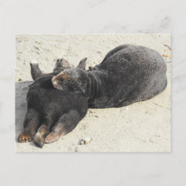 Cartão Postal Lontra do mar de Travesseiro mais flexível