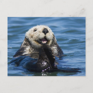 Cartão Postal Lontra marinha da Califórnia Enhydra lutris) se ar