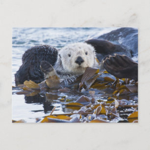 Cartão Postal Lontra marinha envolta em kelp