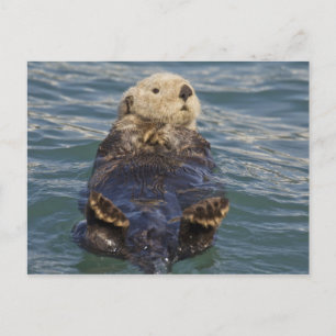 Cartão Postal Lontras marinhas brincam em icebergs na Enseada Su