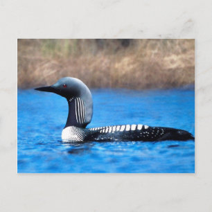 Cartão Postal Loon do Pacífico