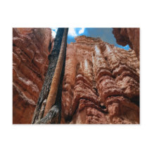 Loop Navajo árvore em árvore no Bryce Canyon