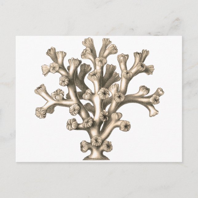 Cartão Postal Lophohelia - Coral (Frente)