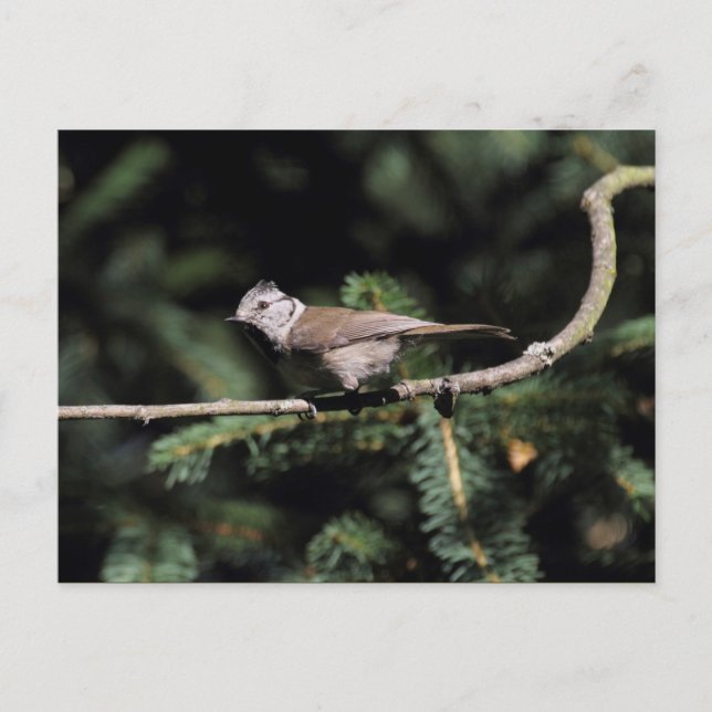 Cartão Postal Lophophanes cristatus (Frente)