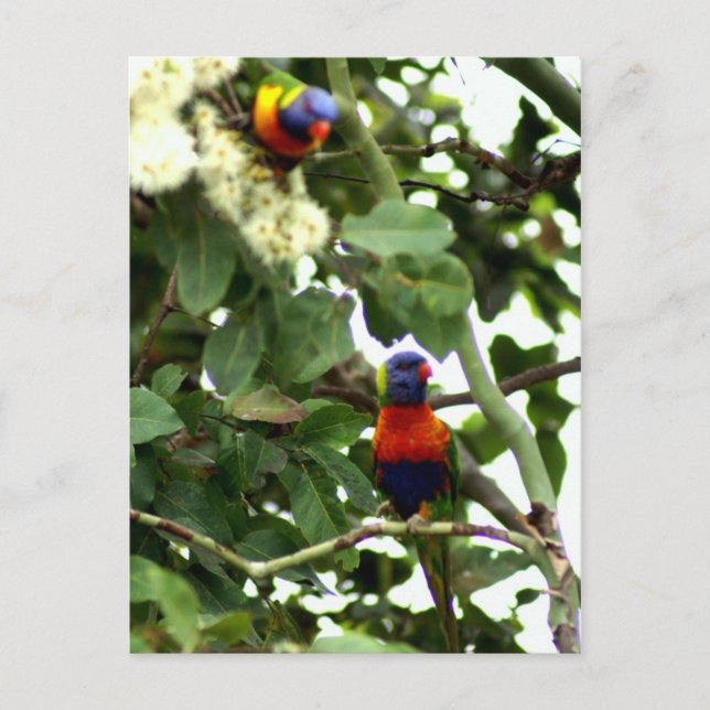 Cartão Postal Lorikeet (Frente)