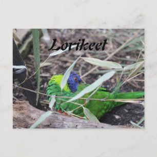 Cartão Postal Lorikeet