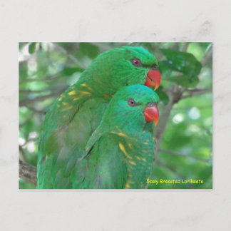 Cartão Postal Lorikeets Deslumbrados Australianos