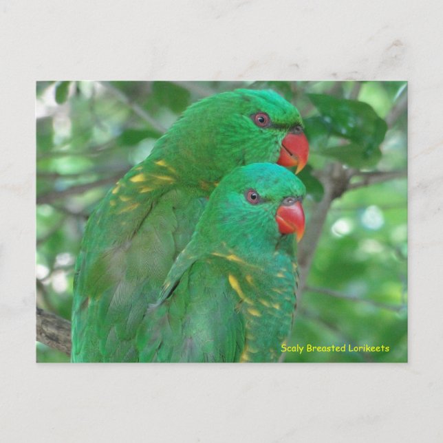 Cartão Postal Lorikeets Deslumbrados Australianos (Frente)