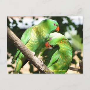 Cartão Postal Lorikeets Deslumbrados Australianos