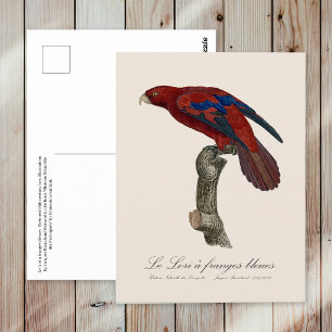 Cartão Postal Lório-de-cauda-vermelha, Trichoglossus borneus
