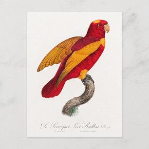 Cartão Postal Lório-vermelho-e-dourado,