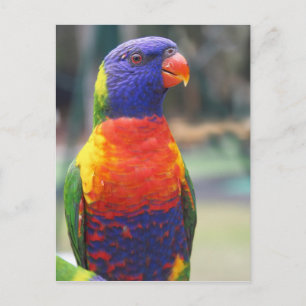 Cartão Postal Lorique Arco-Íris (Trichoglossus haematodus 2
