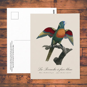 Cartão Postal Loriqueito-arenque, Trichoglossus haematodus