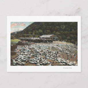 Cartão Postal Los Angeles, CaliforniaView de uma Fazenda de pomb
