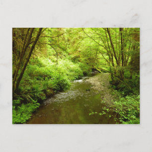 Cartão Postal Lost Man Creek I no Parque Nacional Redwood