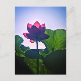 Cartão Postal Lotus