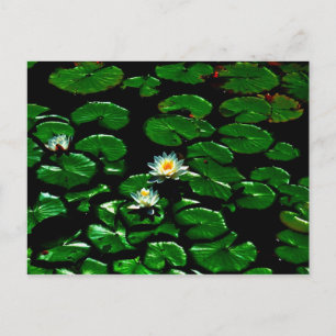 Cartão Postal Lotus