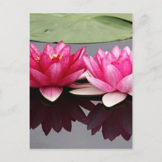 Cartão Postal lótus