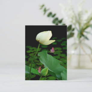 Cartão Postal Lotus